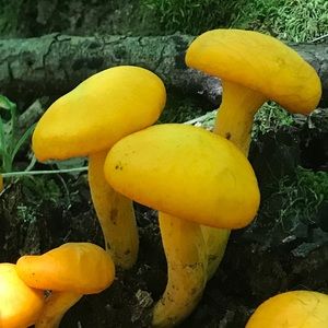 Meet your Posher, Austin